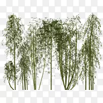 热带木本竹子植物剪贴画-竹子