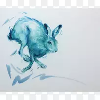 家养野兔野生动物-蓝色闪电