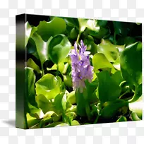 花紫丁香-风信子