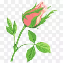 玫瑰插花艺术-玫瑰边框