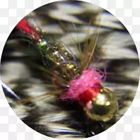 飞钓蝇系野鸡尾若虫钩飞若虫