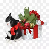 猫圣诞礼物-网络装饰
