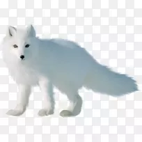 北极狐红狐加拿大爱斯基摩犬尼克王牌北极狐