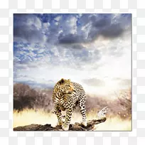 豹战士：进入非洲祖先、本能和梦想教义的旅程-猫科壁画狮子摄影-狮子