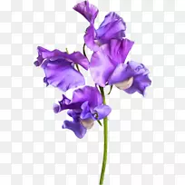 甜豌豆紫切花豌豆