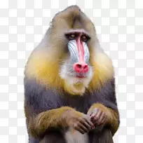 曼陀罗猴摄影剪贴画-猴子
