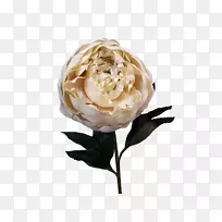 花园玫瑰切花，人工花，蜈蚣玫瑰-白牡丹皮