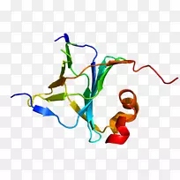 转录科学btf 3蛋白质生物学.条纹