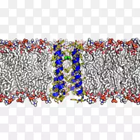 分子膜转运蛋白细胞膜流体镶嵌模型
