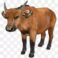 动物园大亨2头牛非洲水牛非洲森林野牛