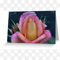 蔷薇属植物灌木品种-玫瑰桃金娘