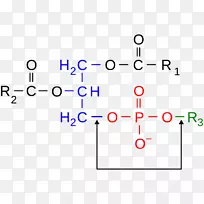 磷二酯键、化学键、亲水磷脂-封面书籍