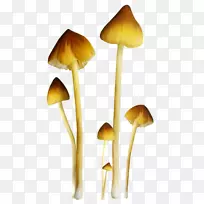 蘑菇、麝香、剪贴画.彩色蘑菇