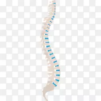 脊柱脊髓神经人背部中性脊柱坐骨神经-al-Mubarak载体