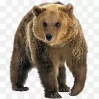 北极熊，灰熊，堪察加棕熊，东西伯利亚棕熊-北极熊