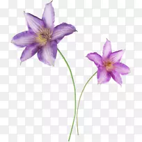 百合科百合花紫百合紫罗兰