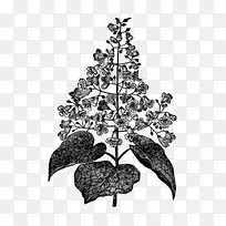 黑白植物学插图-树