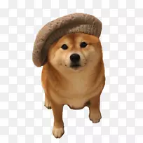 秋田之树犬狗，彭布罗克，威尔士，科吉-博努尔