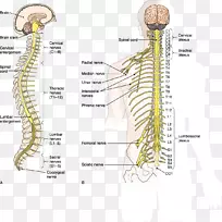 脊柱脊髓中枢神经系统