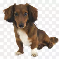 达克斯犬饲养拉布拉多猎犬西部高原白狗达克斯狗卡通犬