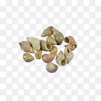 海胆公司海胆沙美元珠宝设计-贝壳扇贝