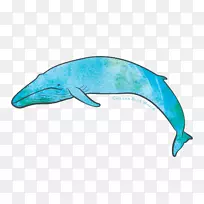 常见宽吻海豚图库溪太平洋鲸鱼基金会动物-蓝鲸