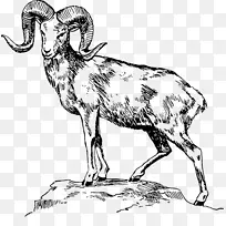 阿尔卡利威尔士山羊，大角羊，山羊，愤怒的斗牛犬