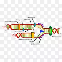 DNA复制碱基对半保守复制dna聚合酶水果酶