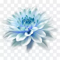 桌面壁纸蝴蝶1080 p花蝶