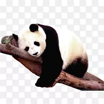 大熊猫棕色熊四川大熊猫保护区