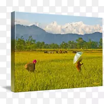 2015年4月尼泊尔地震水彩画-稻田