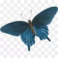 蝴蝶昆虫夹艺术-纸蝴蝶
