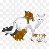 小猫武士照亮了冷杉的背景
