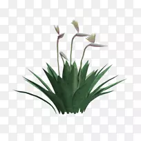 长春花叶草(Yucca Faxoniana Strelitzia Reginae)植物灌木(Yucca Gloriosa)-林荫道