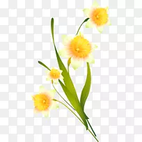 花卉设计摄影水仙花-创意水仙花