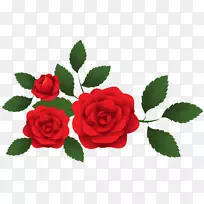 花园玫瑰、蜈蚣玫瑰、剪贴画-玫瑰装饰