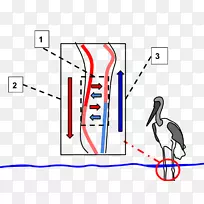 鸟喙逆流交换循环系统动脉血液-通过心脏的冷水珠。