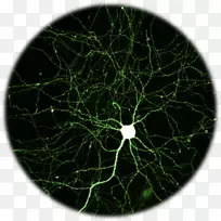 神经元绿色荧光蛋白荧光脑海马-脑