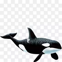 墙面贴纸虎鲸贴纸-天然海洋动物鲸