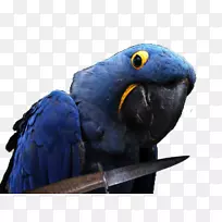 互联网论坛总裁兼首席执行官perroquet macaw-macaw