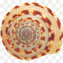 软体动物贝壳海螺概念.贝壳海螺