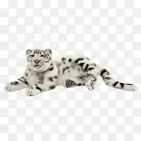 雪豹虎猫科须-雪豹