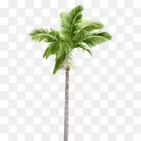 槟榔科砧木摄影棕榈枝椰子树岛
