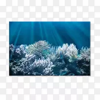 水母珊瑚礁水下红海