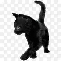 小猫波斯猫大草原猫黑猫小猫