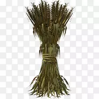 玉米草-红血球