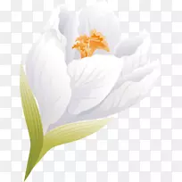 花草桌面壁纸电脑特写壁纸-65