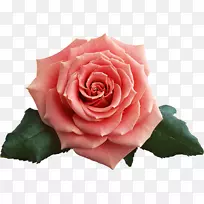 花园玫瑰，月季，海滩玫瑰，蜈蚣玫瑰，花粉色玫瑰