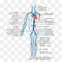 全身静脉系统深静脉人体循环系统-心脏