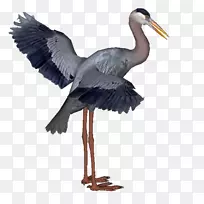 大蓝鹭白鹳